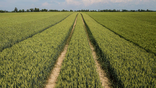 Scenic view of agricultural field against sky