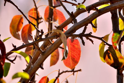 Close-up of orange flowers on tree