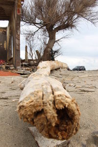 Close-up of bare tree on beach against sky