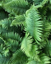 Full frame shot of fern leaves