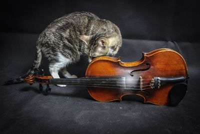 Close-up of a cat looking away