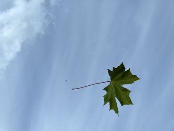 Low angle view of maple leaves against sky