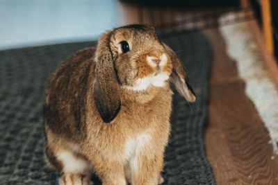 Close-up of a bunny rabbit