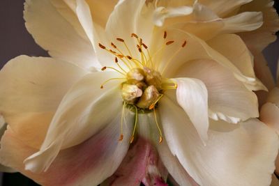 Macro shot of white rose flower