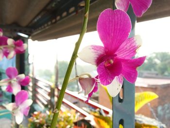 Close-up of pink orchid flowers