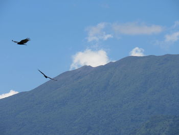 Birds flying over mountain 
