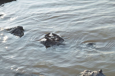 High angle view of duck swimming in lake