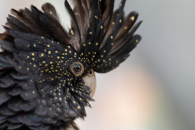 Red-tailed black cockatoo