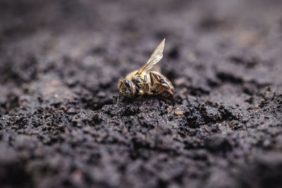 Close-up of insect