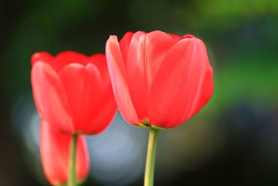 Close-up of red tulip