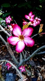 Close-up of pink flowers blooming outdoors