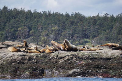 Flock of sheep on rock by trees against sky