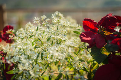 Close-up of rose plant