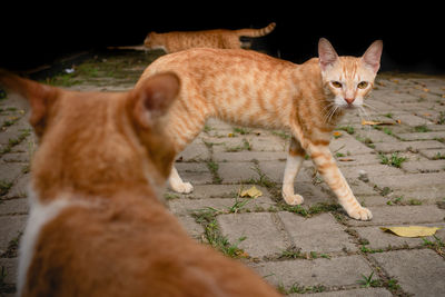 Close-up of cat