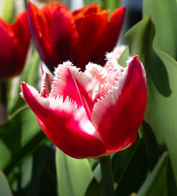 Close-up of red tulip