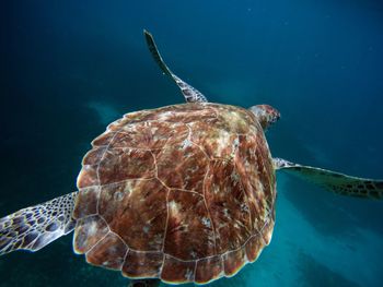 Close-up of turtle swimming in sea