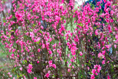 Close-up of pink flowers blooming in field