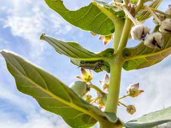 Low angle view of flowering plant against sky