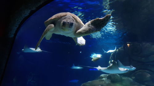 Fish swimming in aquarium