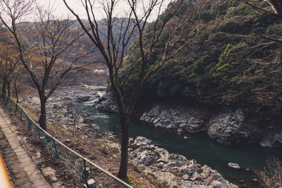 Bare trees by river in forest