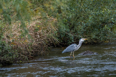 Gray heron in a water