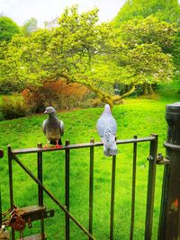 Rear view of birds perching on railing against plants