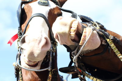 Close-up of horse riding horses against sky