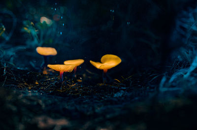 Close-up of mushrooms growing on field