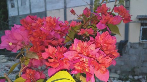 Close-up of pink flowering plants