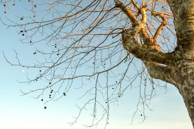 Low angle view of bare tree against sky