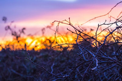 Close-up of plants against sky during sunset