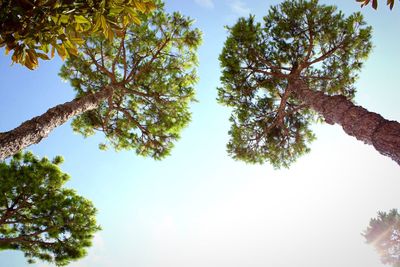 Low angle view of trees against sky