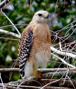 Close-up of red shouldered hawk perching on branch