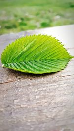 Close-up of green leaves