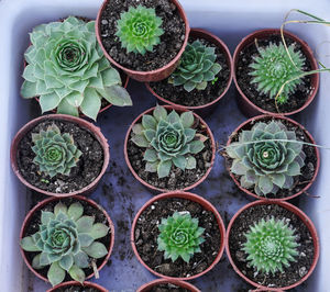 High angle view of potted plants