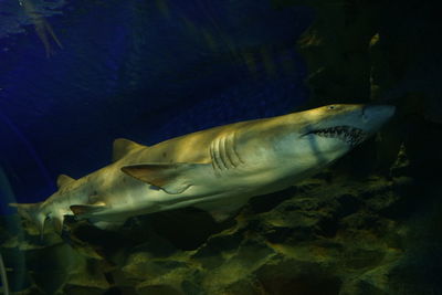 Close-up of fish swimming in aquarium