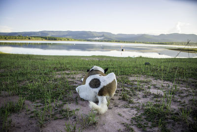 View of an animal on field