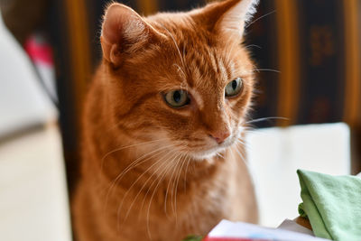 Close-up of a cat looking away