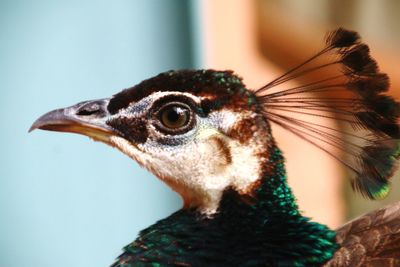 Close-up of a bird looking away