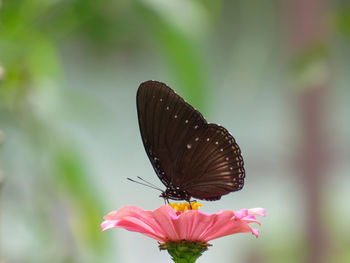 Close-up of butterfly pollinating on flower