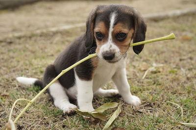 pet