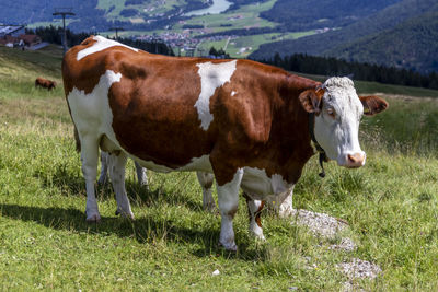 Cow standing in a field