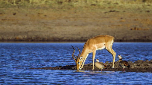 View of deer drinking water