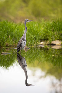 High angle view of gray heron on lake