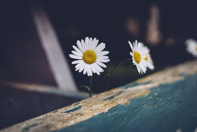 Close-up of daisies blooming outdoors