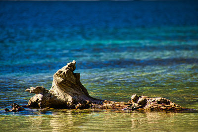 Driftwood on rock by sea