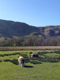 View of a sheep on landscape