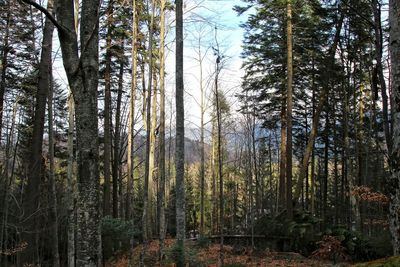 Pine trees in forest