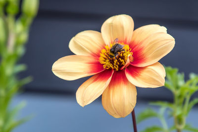Close-up of insect on flower