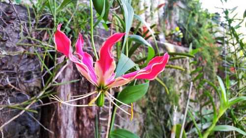 Close-up of pink flower blooming outdoors